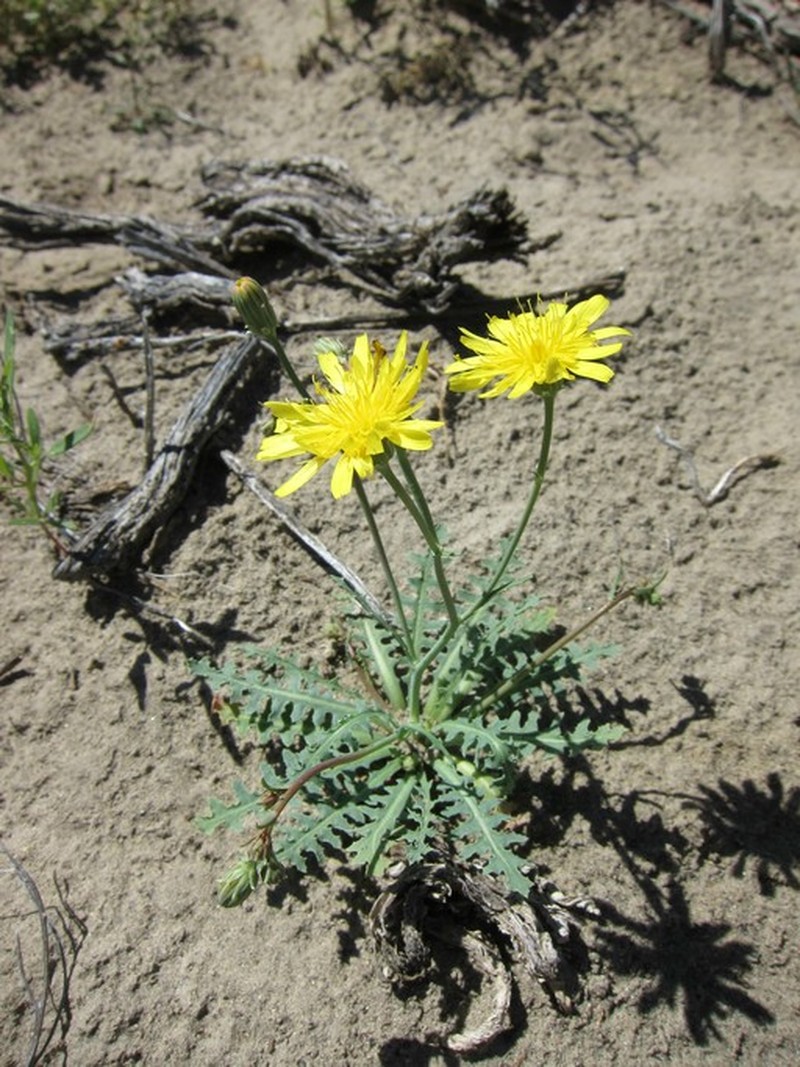 Sowthistle Desertdandelion