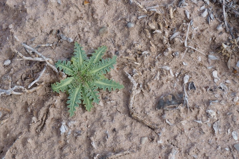 Sowthistle Desertdandelion photo 2