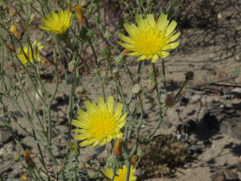 Sowthistle Desertdandelion photo 3