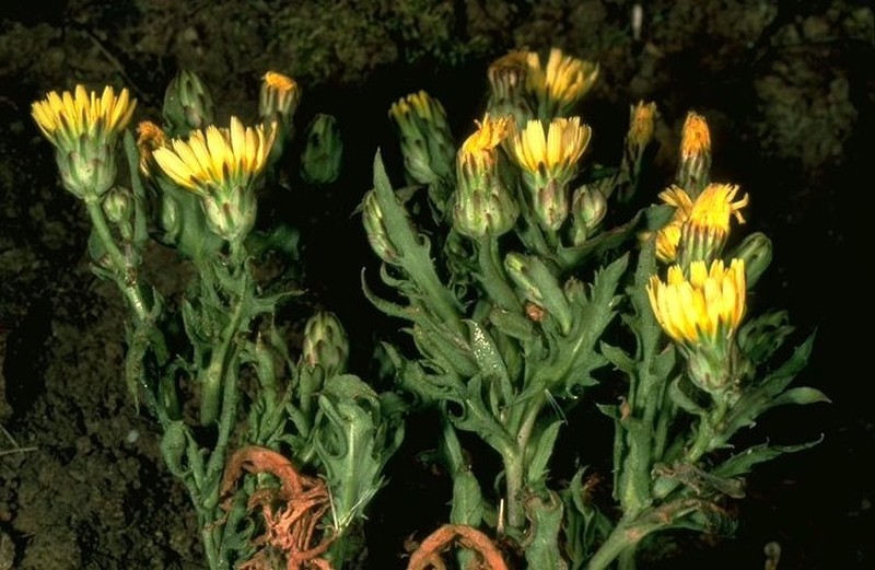 Santa Cruz Desertdandelion photo 2