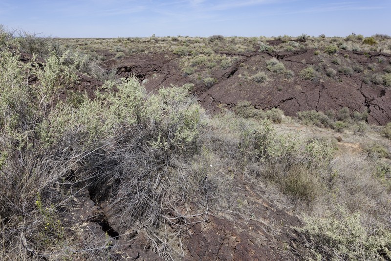 Stebbins' Desertdandelion photo 4