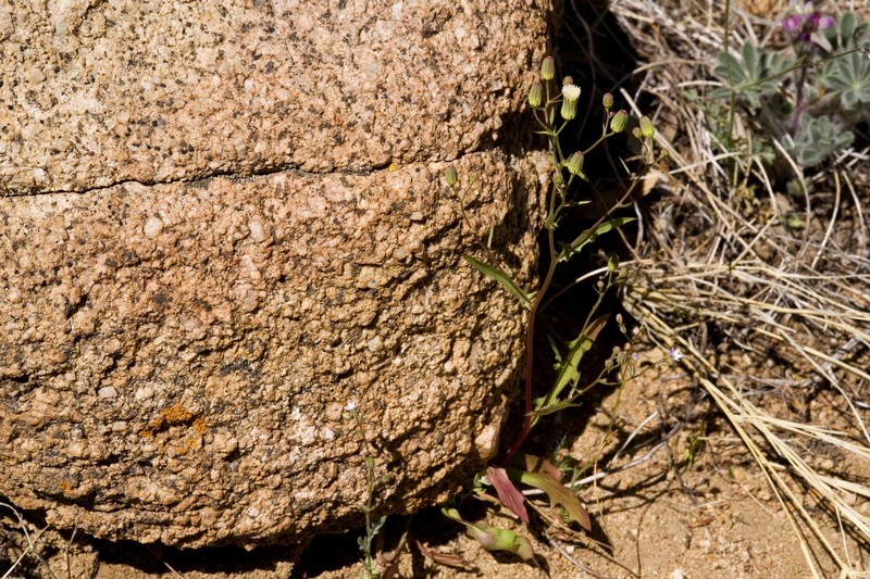 Stebbins' Desertdandelion photo 2