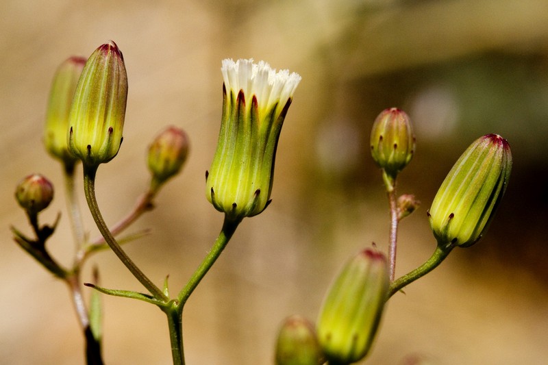 Stebbins' Desertdandelion