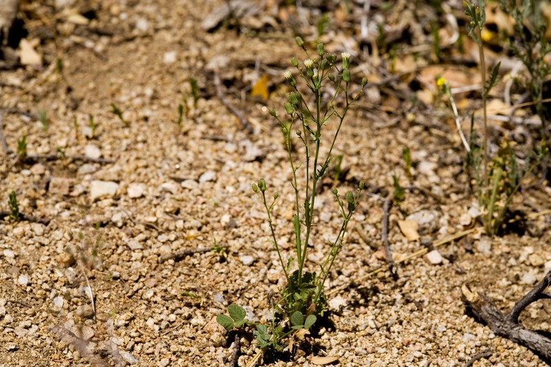 Stebbins' Desertdandelion photo 3