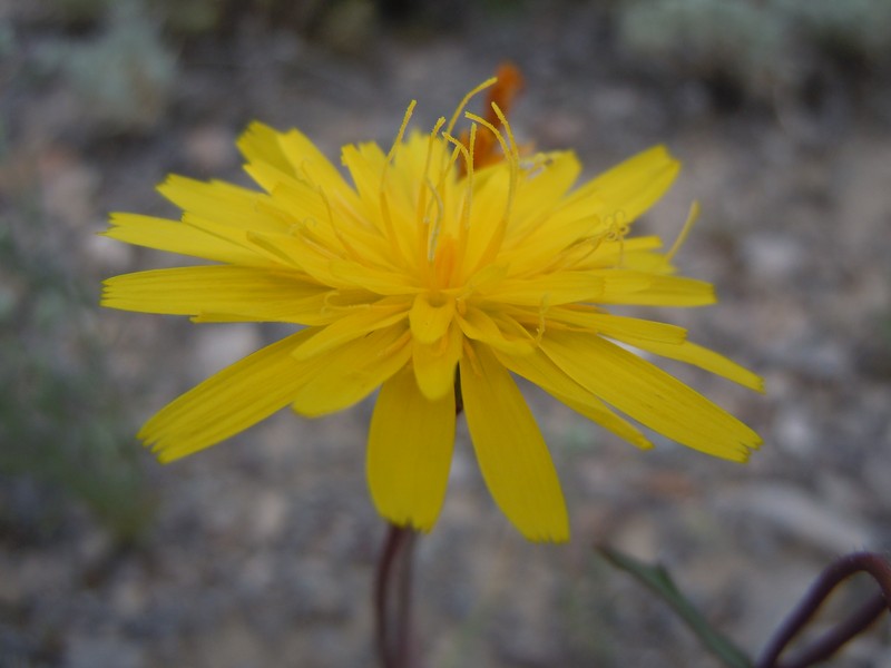 Torrey's Desertdandelion photo 2