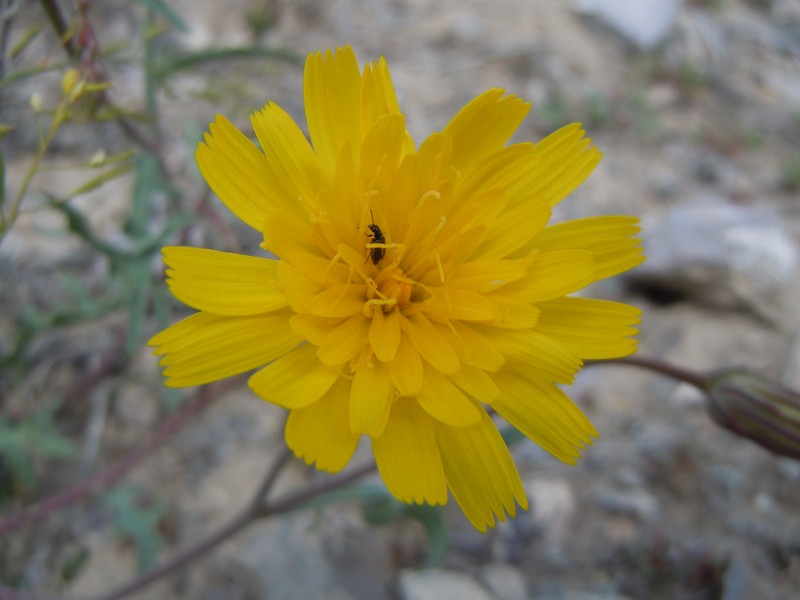 Torrey's Desertdandelion photo 3
