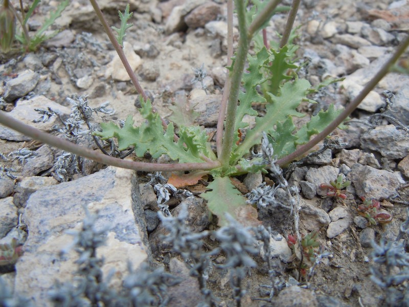 Torrey's Desertdandelion photo 4
