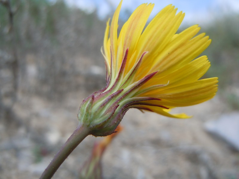 Torrey's Desertdandelion photo 5