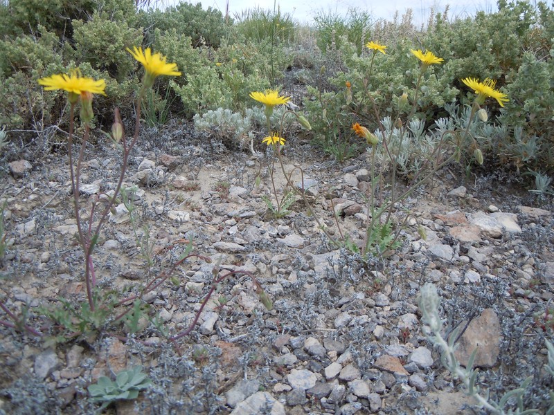 Torrey's Desertdandelion photo 6