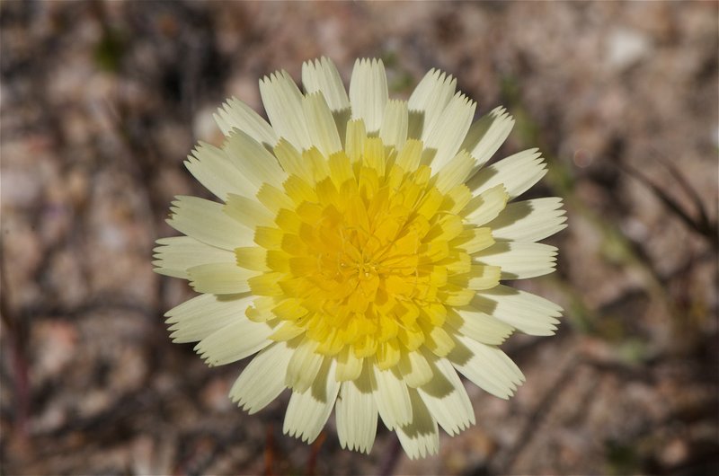 California Desertdandelion