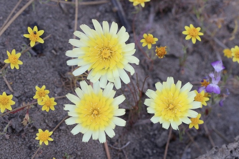 California Desertdandelion photo 3