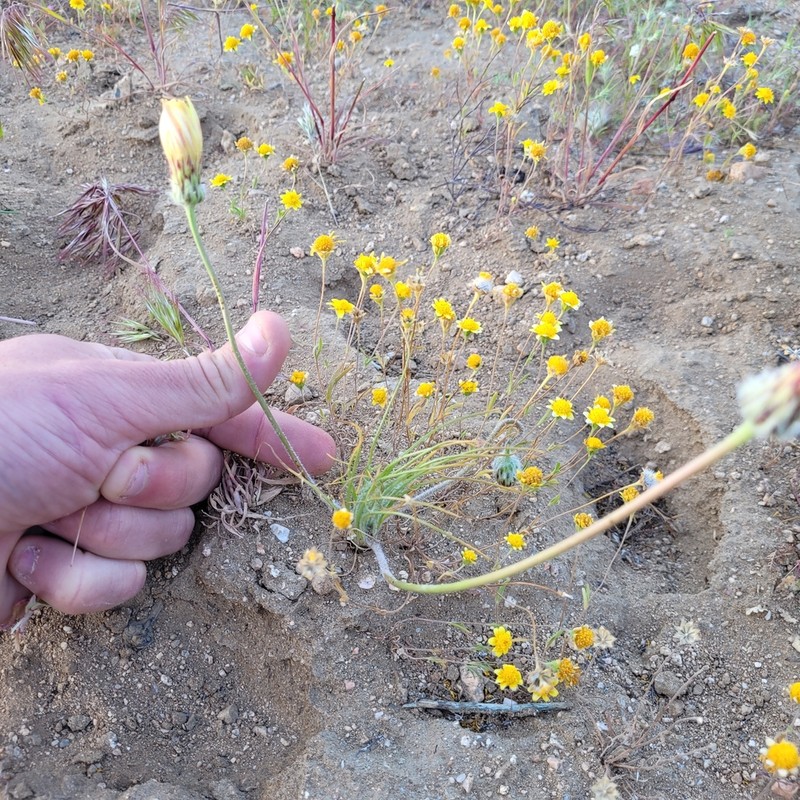 California Desertdandelion photo 4