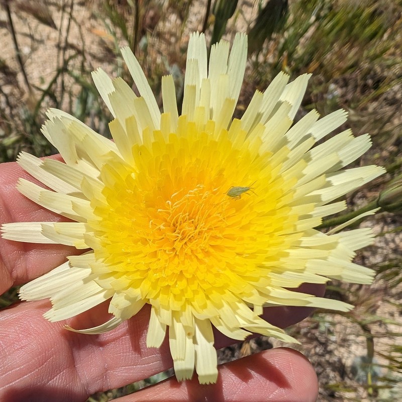 California Desertdandelion photo 5