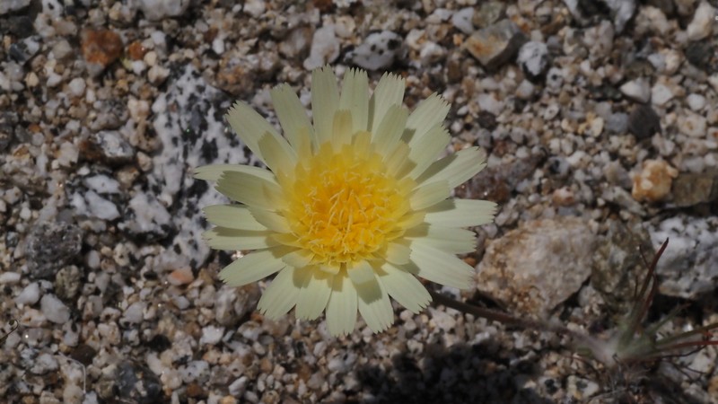 California Desertdandelion photo 6