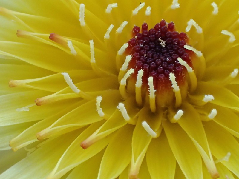 California Desertdandelion photo 7