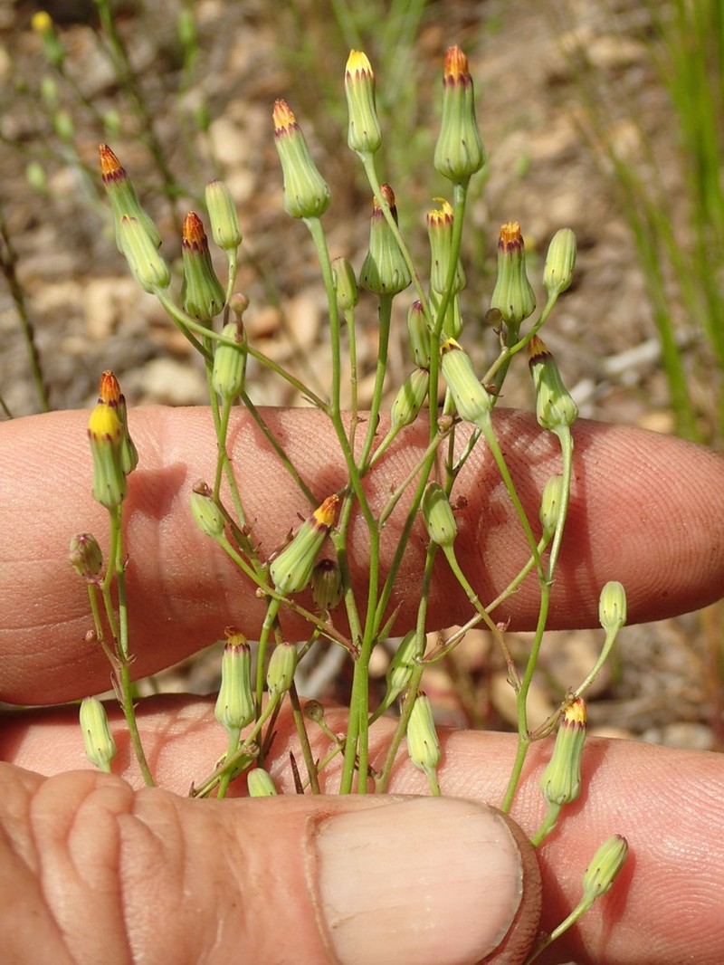 Cleveland's Desertdandelion