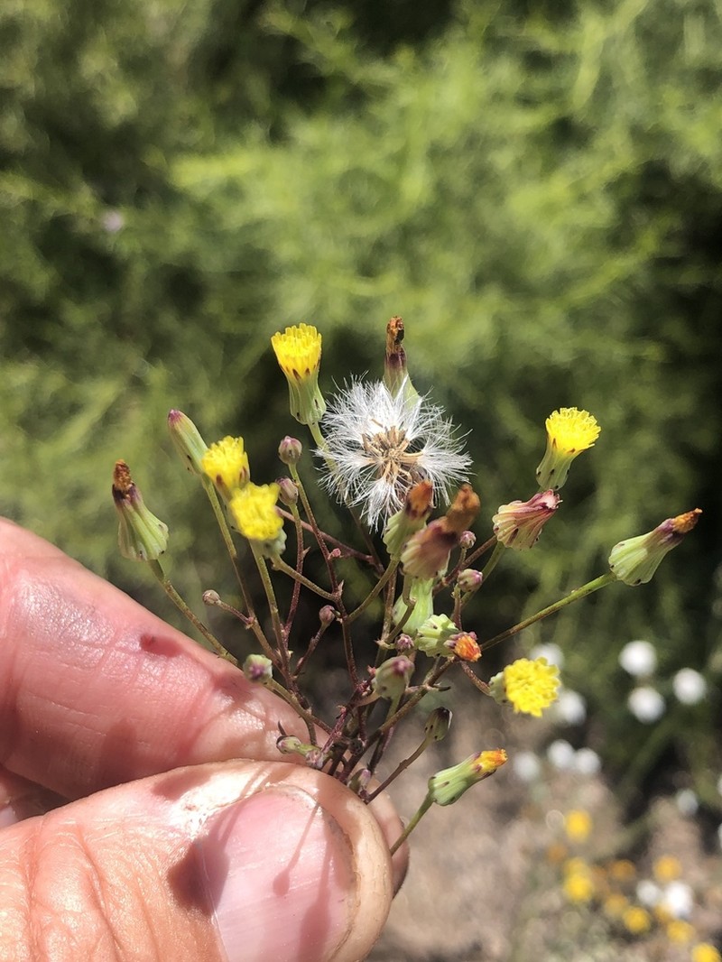 Cleveland's Desertdandelion photo 2
