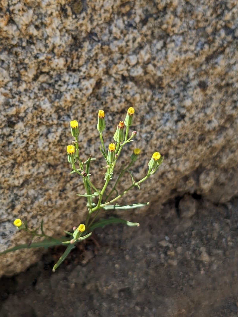 Cleveland's Desertdandelion photo 4
