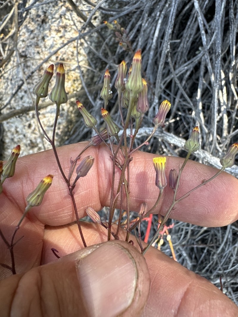 Cleveland's Desertdandelion photo 5