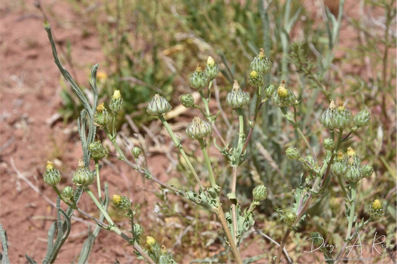 Snake's Head photo 7