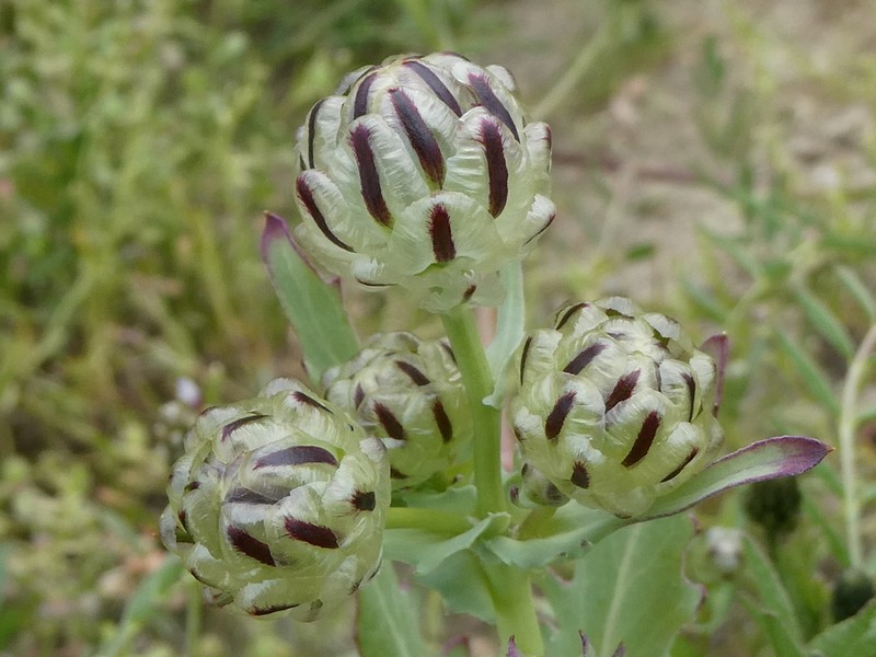 Snake's Head photo 8