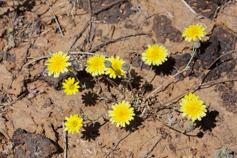 Fendler's Desertdandelion