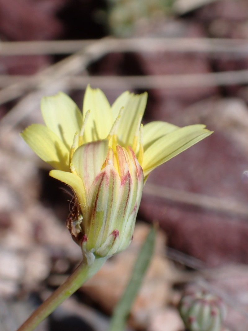 Fendler's Desertdandelion