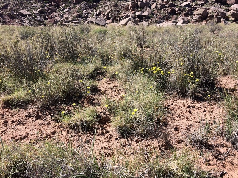 Fendler's Desertdandelion photo 2