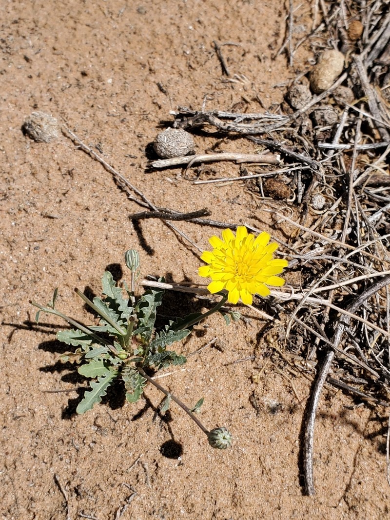 Fendler's Desertdandelion photo 3
