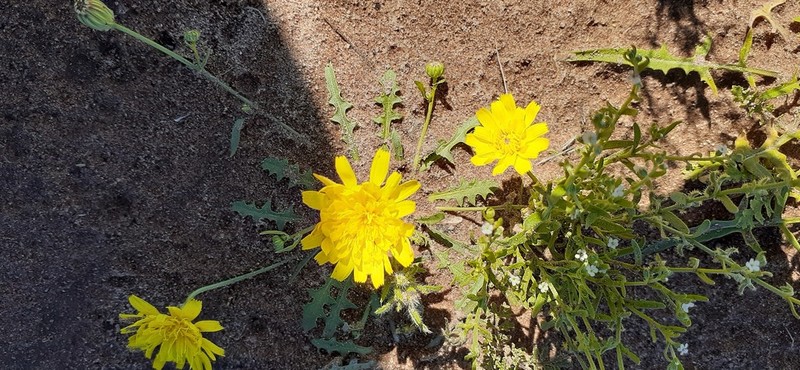 Fendler's Desertdandelion photo 4