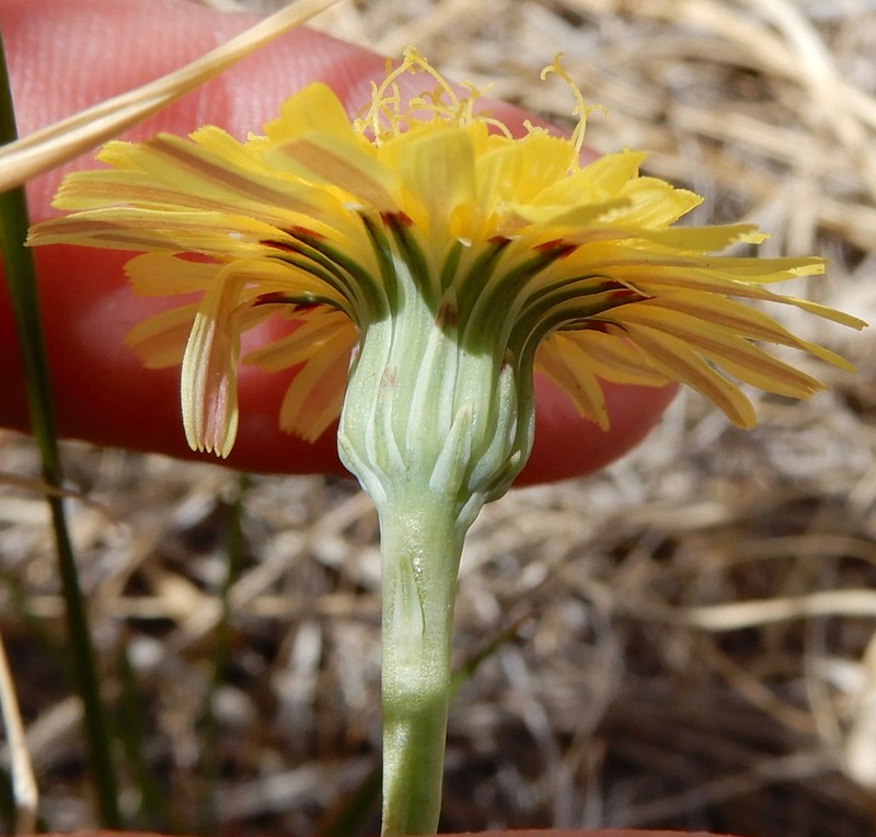 Fendler's Desertdandelion photo 5