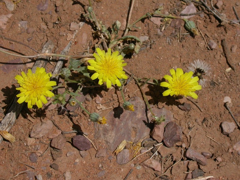 Fendler's Desertdandelion photo 6