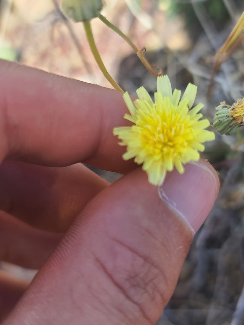 Fendler's Desertdandelion photo 7
