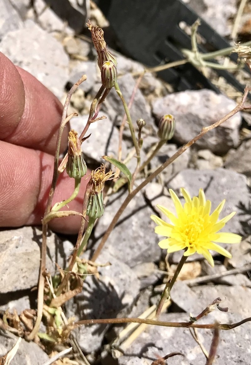 Fendler's Desertdandelion photo 8