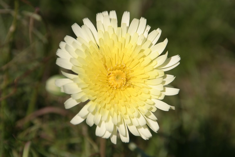 Woolly Desertdandelion