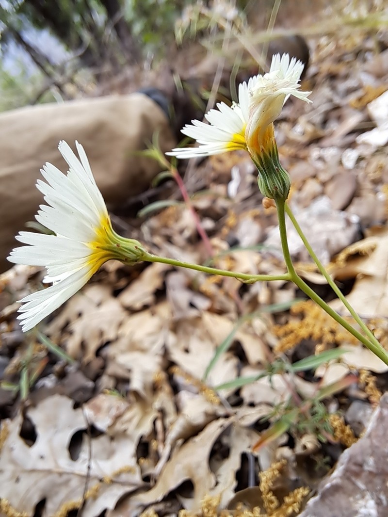 Woolly Desertdandelion photo 2