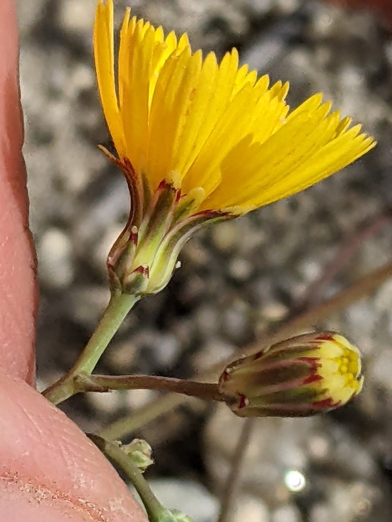 Woolly Desertdandelion photo 3