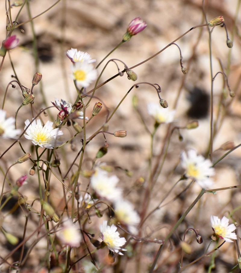 Woolly Desertdandelion photo 4