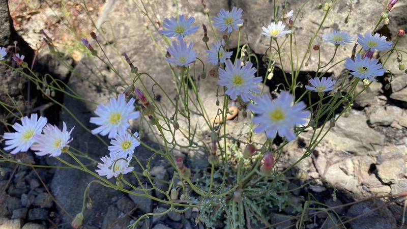 Woolly Desertdandelion photo 5