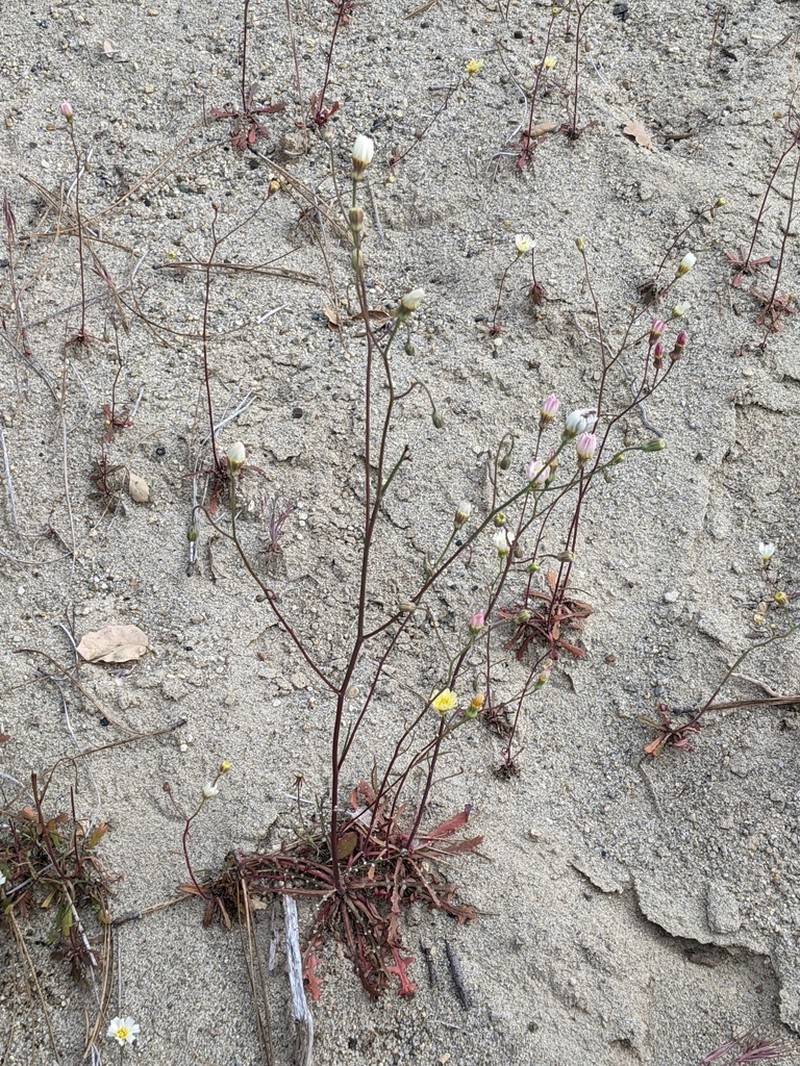 Woolly Desertdandelion photo 6