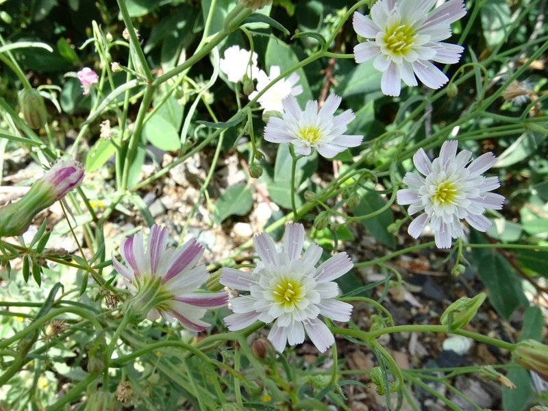 Woolly Desertdandelion photo 7