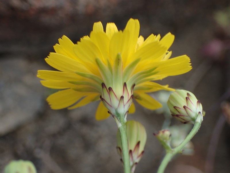 Leafy Desertdandelion photo 4