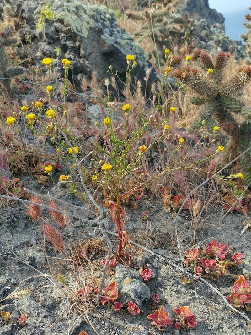 Leafy Desertdandelion photo 5