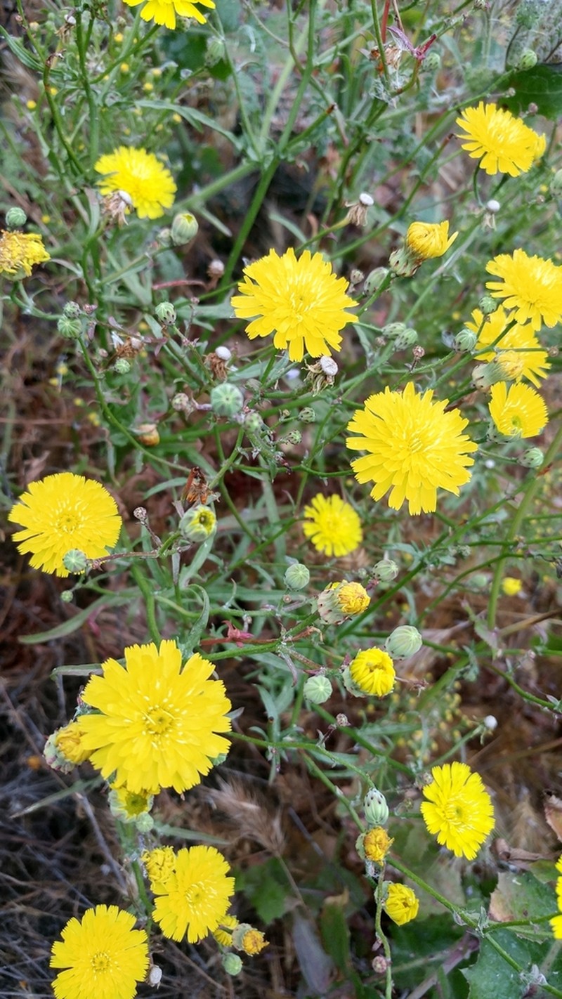 Leafy Desertdandelion photo 7