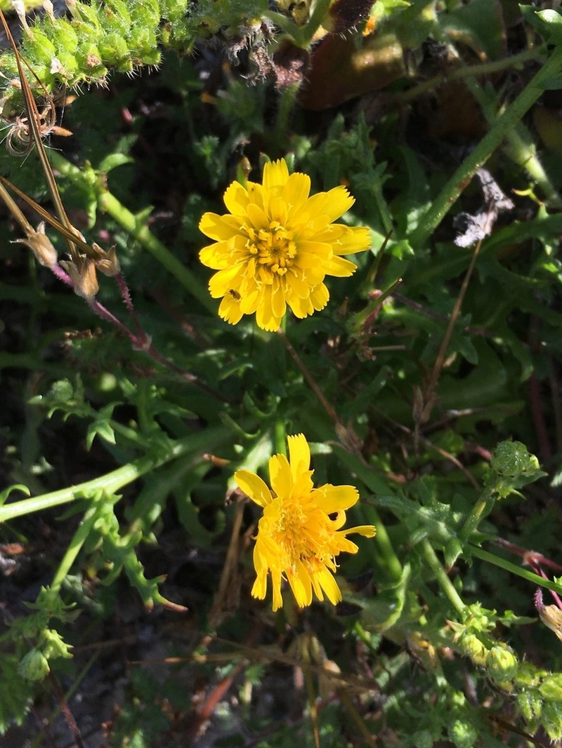 Leafy Desertdandelion photo 8