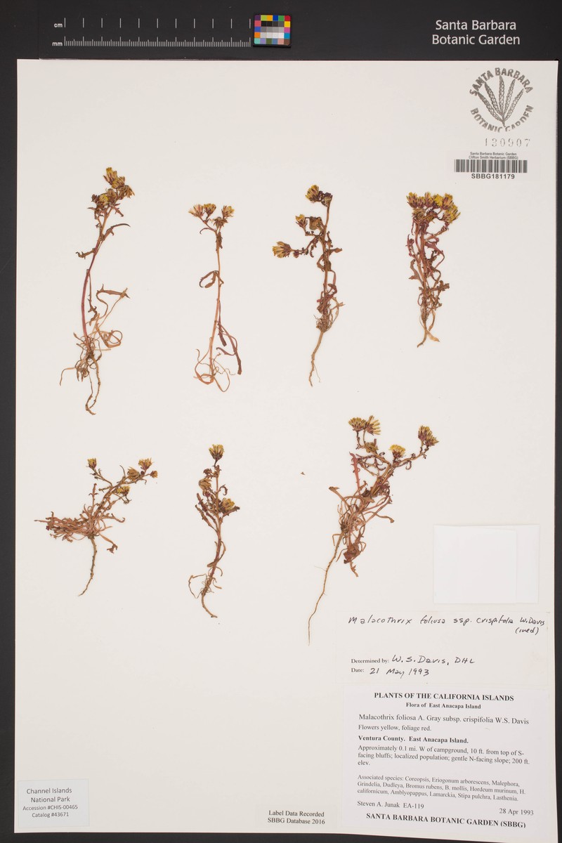Malacothrix foliosa subsp. crispifolia