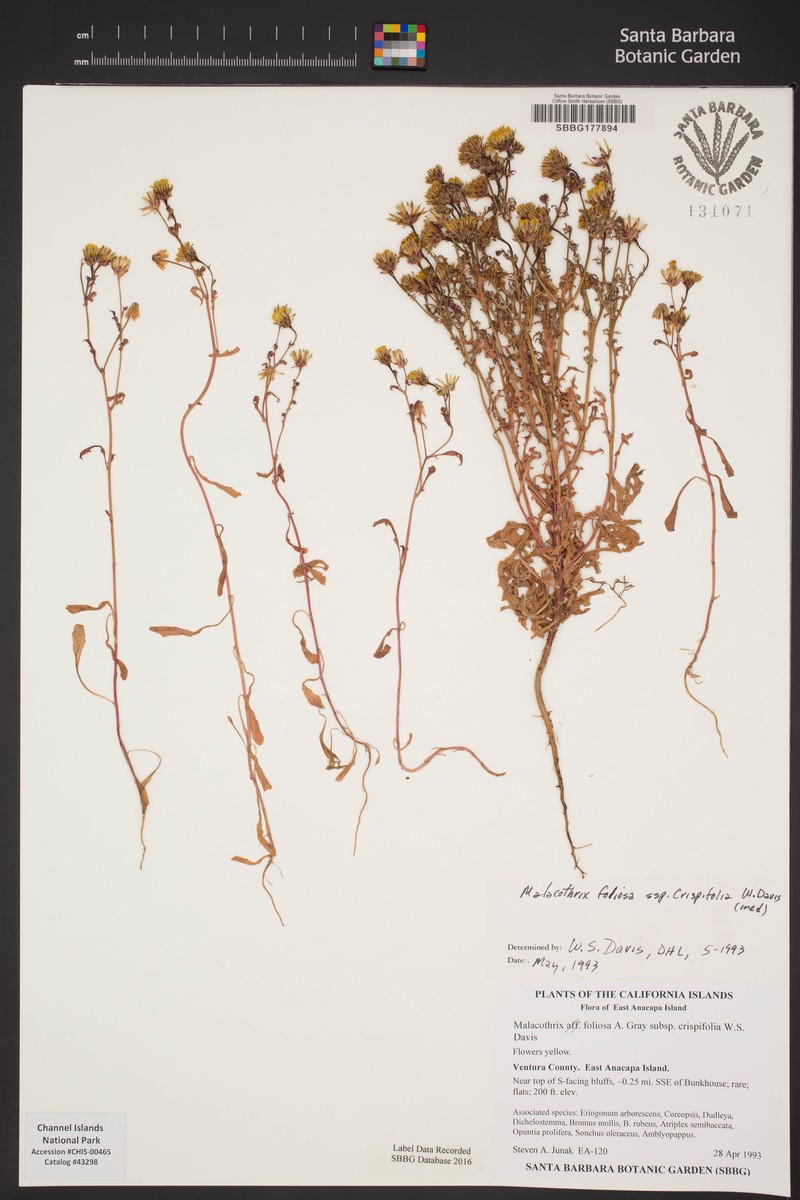 Malacothrix foliosa subsp. crispifolia photo 2