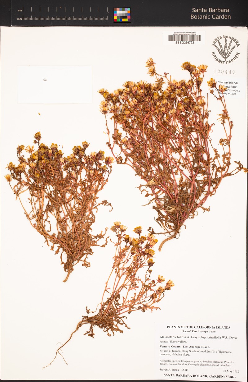 Malacothrix foliosa subsp. crispifolia photo 3