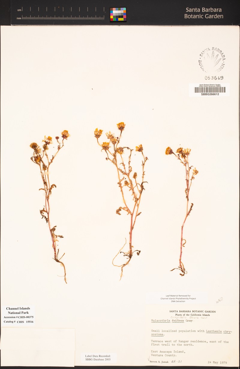 Malacothrix foliosa subsp. crispifolia photo 4