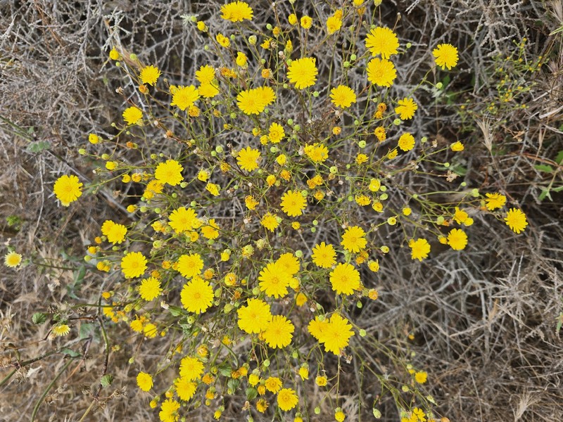 Malacothri insularis